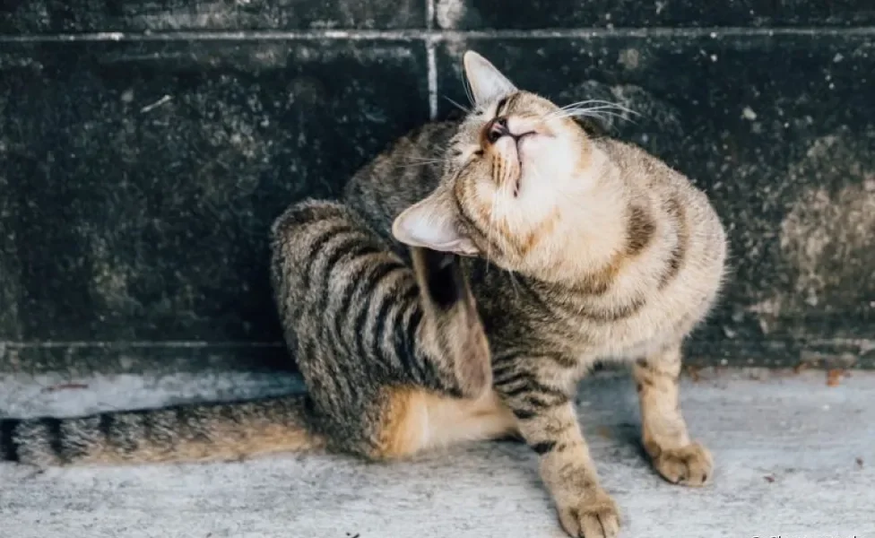  O tratamento de sarna em gatos dependerá de qual tipo de ácaro provocou a doença 