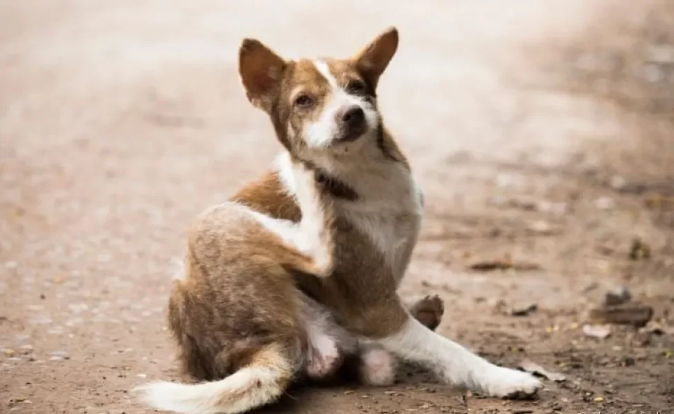 A sarna de cachorro pode ser de três tipos, cada um com causas, sintomas e tratamentos diferentes