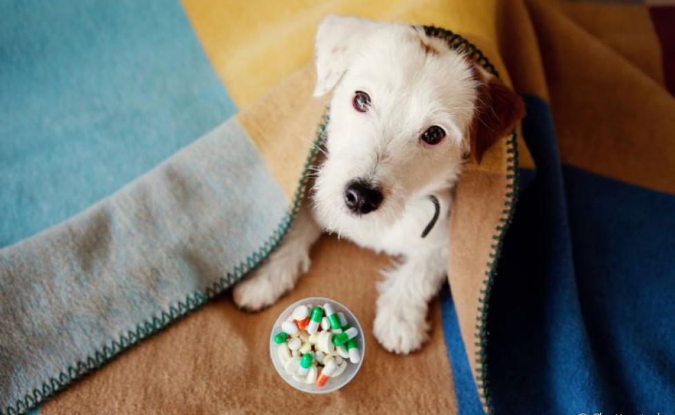 A vitamina para cachorro é um conjunto de micronutrientes necessários para a saúde animal