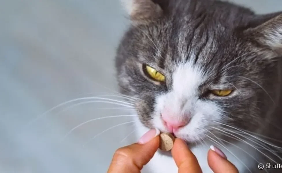 Aprender a como dar comprimido para gato é importante para evitar um gato estressado e agressivo durante o processo