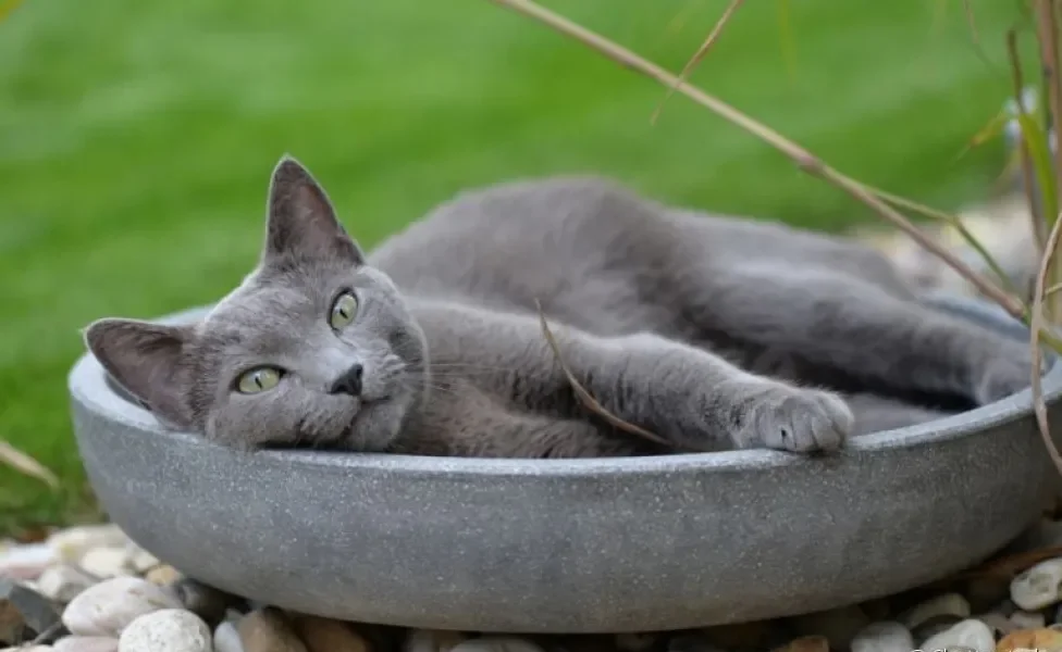 O gato Azul Russo tem uma pelagem cinza macia e bem curtinha
