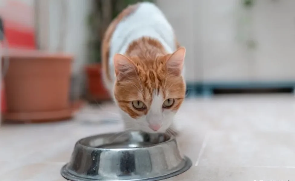 Fazer o gato beber água não é tão difícil como parece. Veja algumas estratégias para incentivar o hábito!