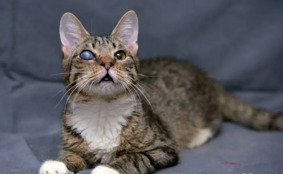 O gato cego (de um ou dois olhos) precisa de um ambiente adaptado e outros cuidados