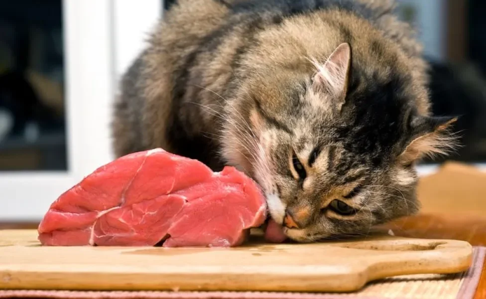 Gato é carnivoro ou herbívoro? Descubra a resposta e saiba tudo sobre a alimentação felina