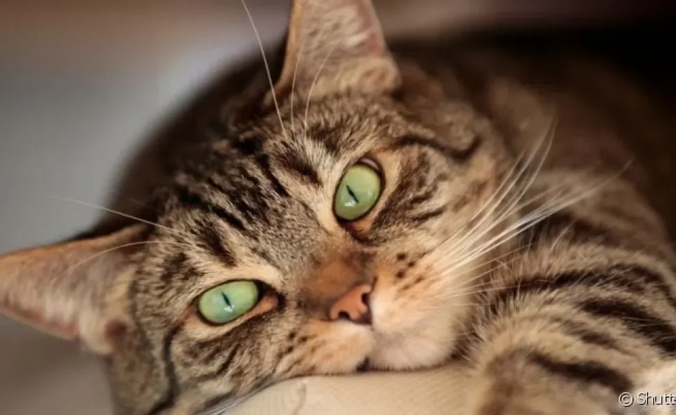 A otite em gatos acomete diferentes regiões do ouvido conforme a doença avança