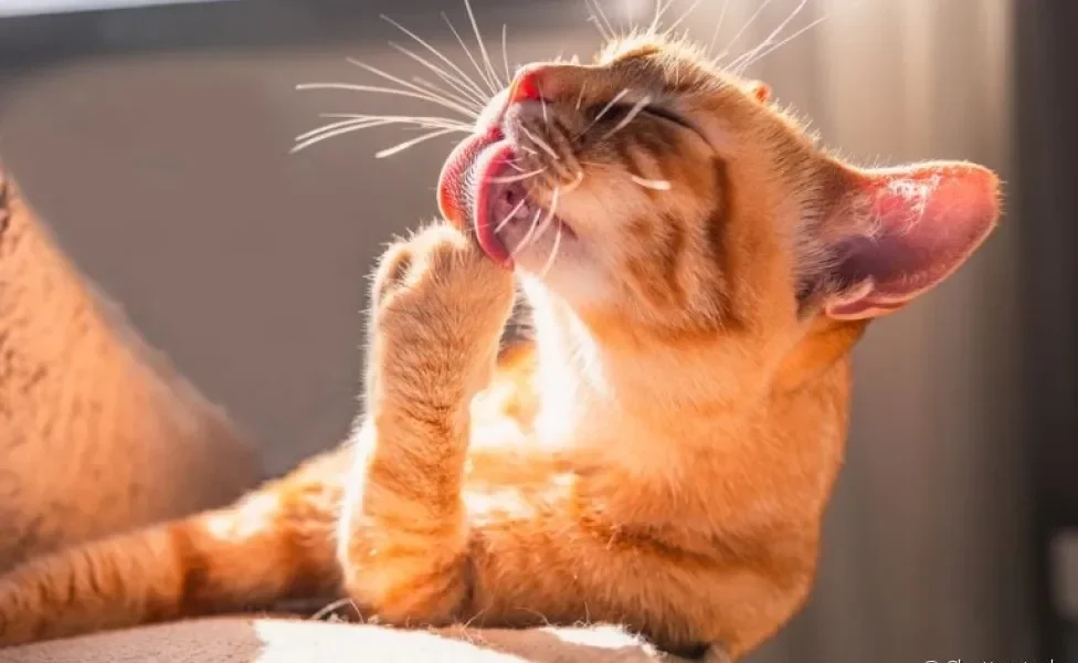  A língua do gato serve para a higienização e também para expressar outros comportamentos 