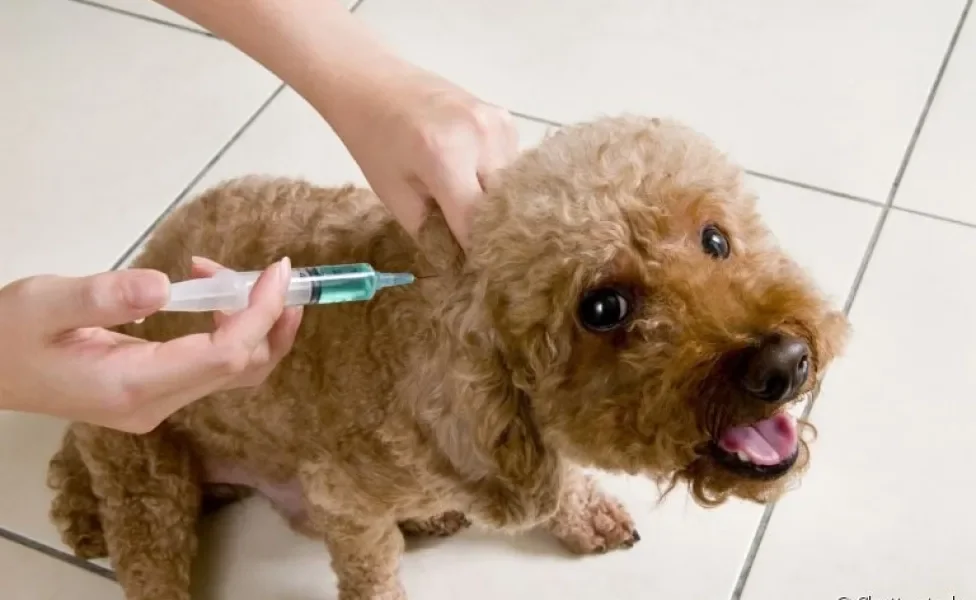  A vacina de gripe para cachorro é a principal forma de prevenção da doença 