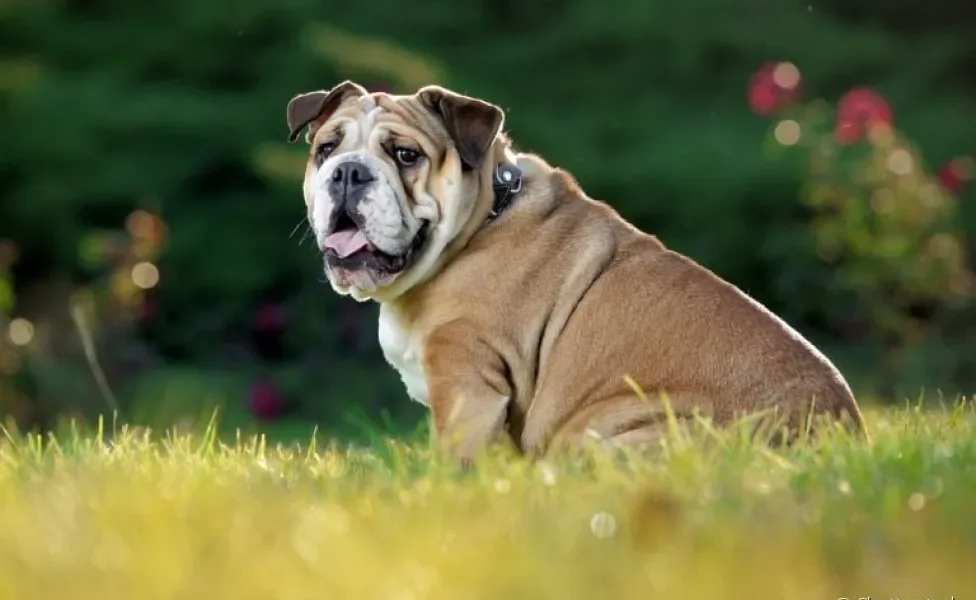 O Bulldog Inglês é teimoso, mas pode ser adestrado para ter um bom comportamento