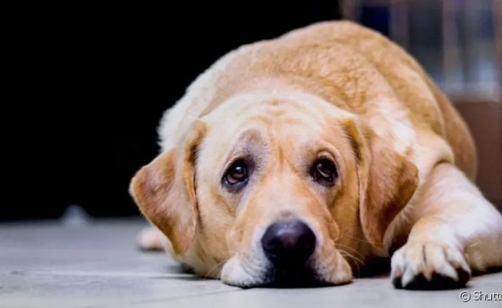 A insuficiência renal em cães é uma das doenças mais comuns que podem afetar o sistema urinário