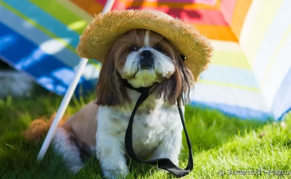 O cuidado com a exposição do cachorro ao sol é uma das melhores formas de prevenir o câncer de pele no animal.