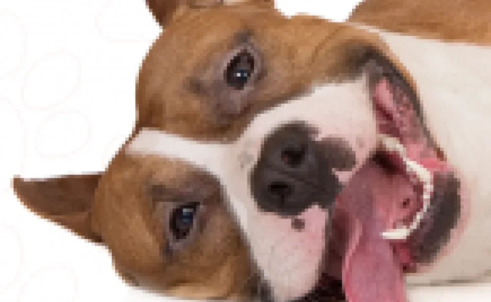 O cachorro Pitbull é um animal dócil e que não tem nada a ver com a fama agressiva que o acompanha