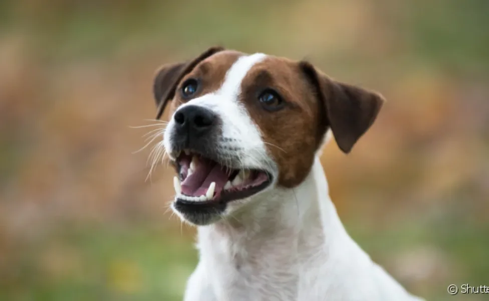 Tirar tártaro de cachorro é fundamental para uma boa saúde bucal do animal