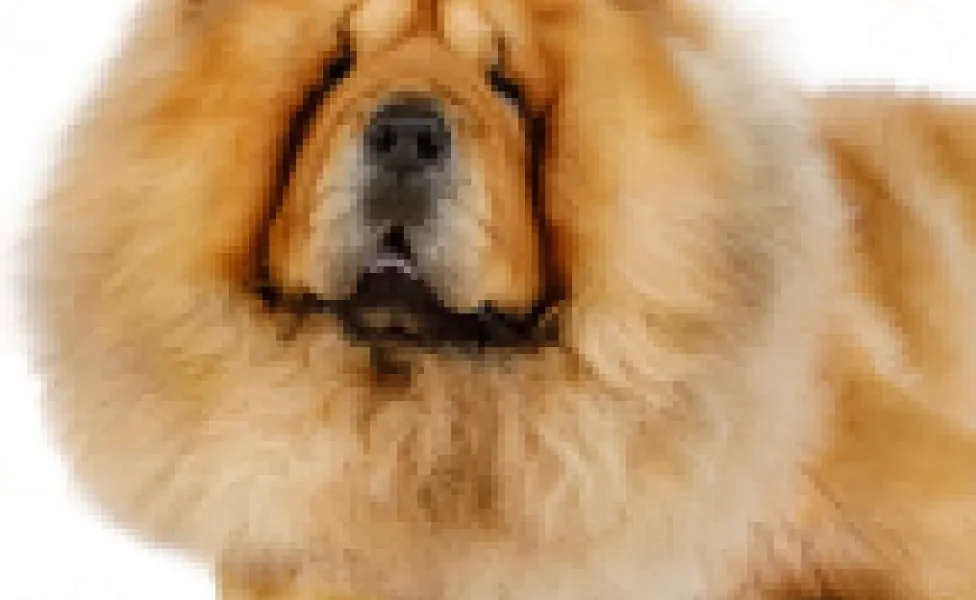 O cachorro Chow Chow parece um urso de pelúcia, mas tem uma personalidade bem diferente disso