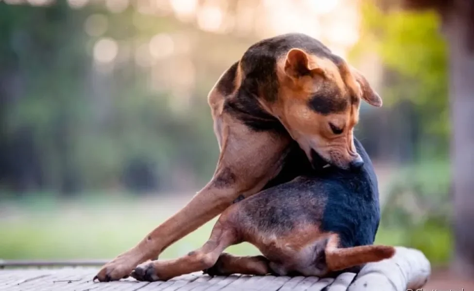 A dermatite úmida em cães é uma lesão com aparência úmida e inflamada que deixa o cachorro se coçando