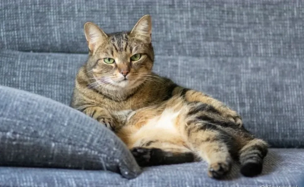 A obesidade em gatos requer atenção, pois pode trazer consequências desagradáveis para a saúde dos pets