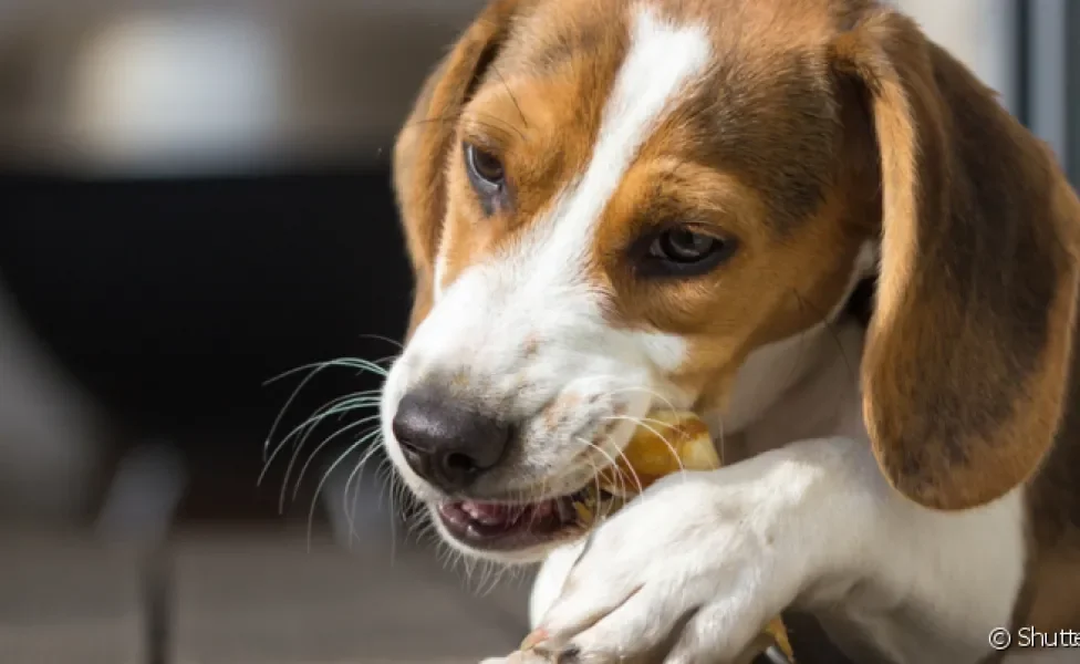 A orelha de boi é um petisco para cachorro rico em fibras e proteínas, mas que deve ser oferecido com moderação