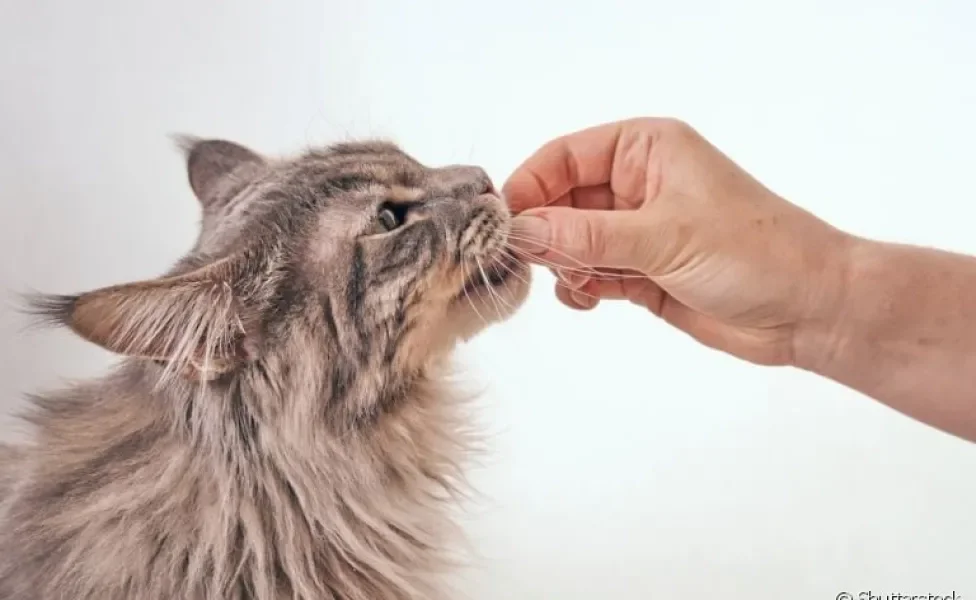 Os petiscos para gatos são adorados pelos felinos, mas você sabia que alguns ajudam a limpar os dentes deles?