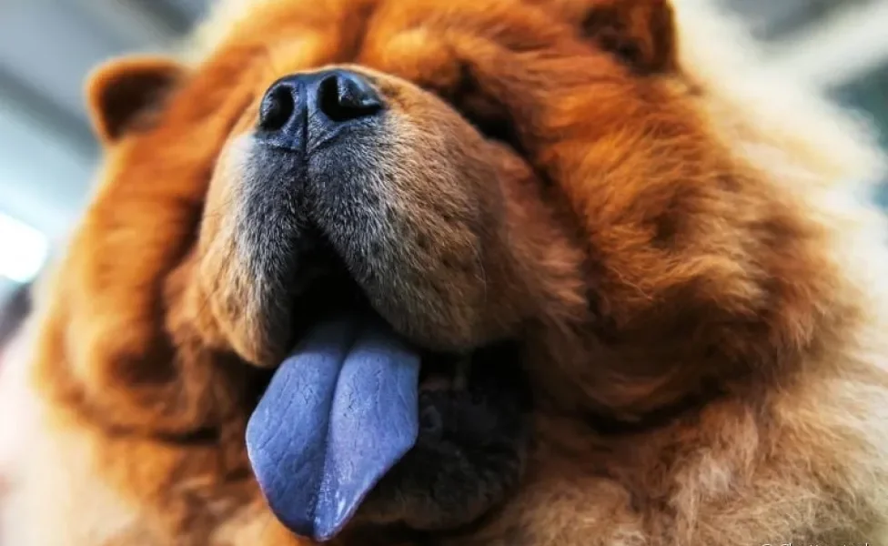 Cachorro de língua azul: além da explicação científica, outras teorias foram criadas sobre o Chow Chow