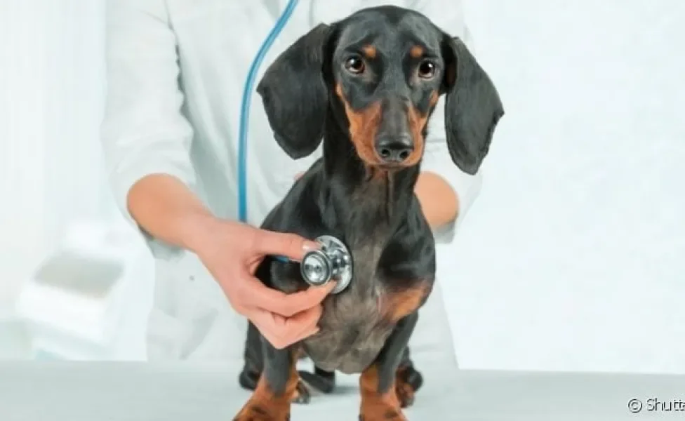 O cachorro com sopro no coração ou outros problemas cardíacos precisa de acompanhamento veterinário frequente