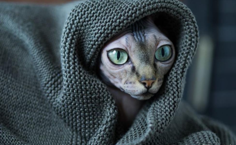 O Sphynx, famoso gato sem pelo, sente bastante frio e deve ser aquecido no inverno