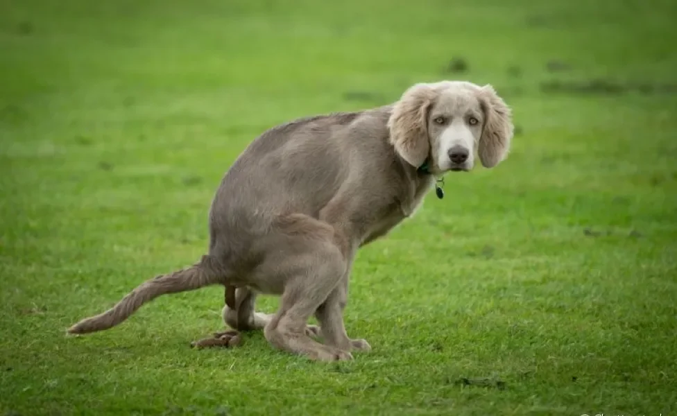 O cocô de cachorro saudável tem a coloração marrom e consistência firme