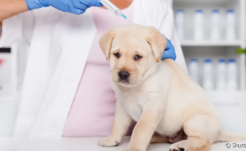 A vacina para cachorro filhote protege o animal de doenças graves por toda a vida