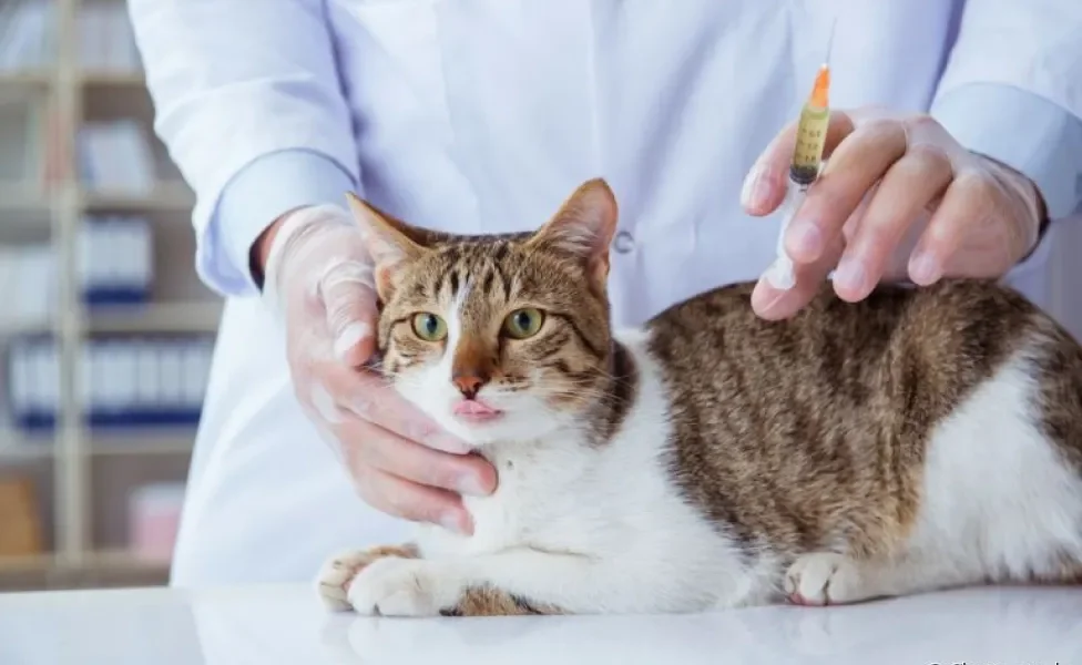 As vacinas para gatos não podem sofrer nenhum tipo de atraso, ou isso vai comprometer a saúde do pet