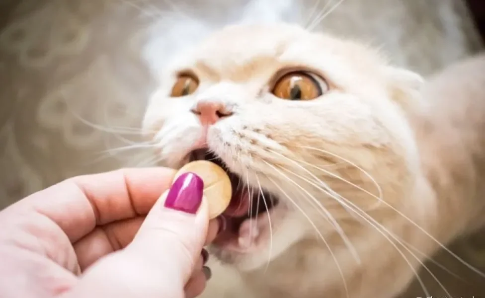 O vermífugo para gatos é super necessário e deve ser reforçado por toda a vida do animal