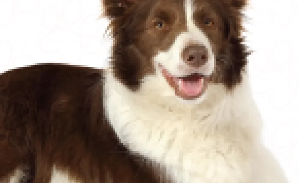O Border Collie é um cão com inteligência notável, muito companheiro e com várias outras qualidades