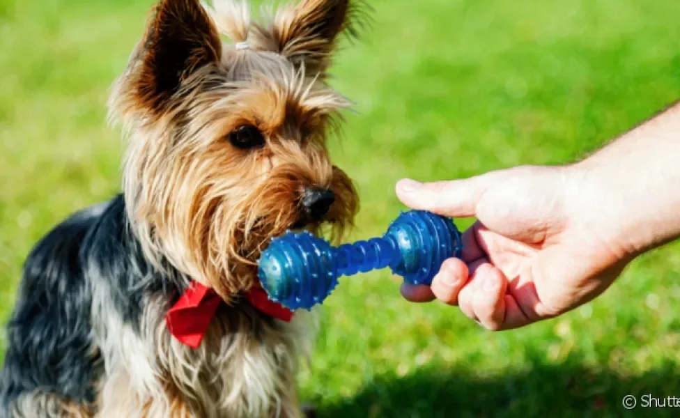 Certos brinquedos para cachorro não despertam a curiosidade do pet e ele pode deixar de brincar por isso