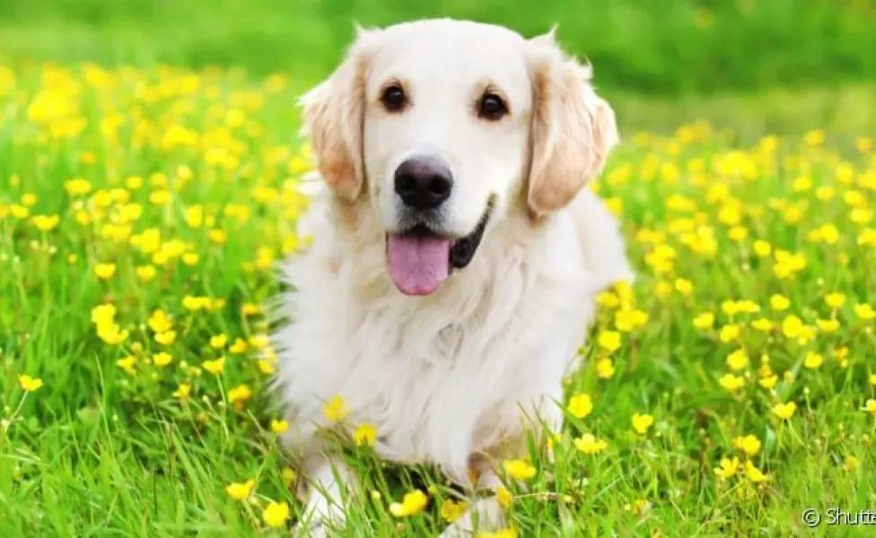 O cachorro com língua de fora é normal após exercícios, mas também pode ser sinal de problemas respiratórios