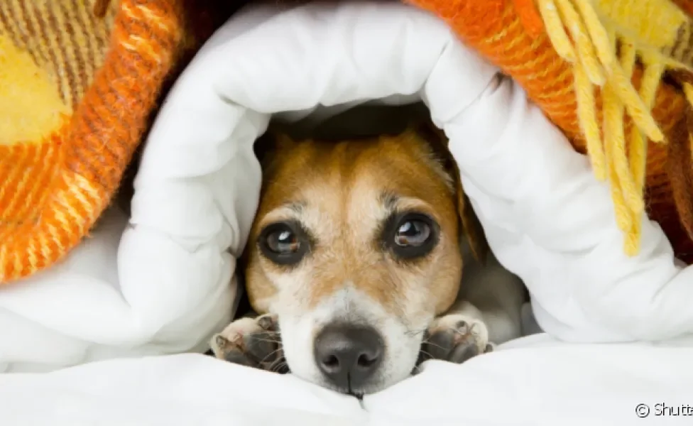 A gripe em cachorro é uma doença comum no inverno que pode deixar o sistema imune do animal debilitado