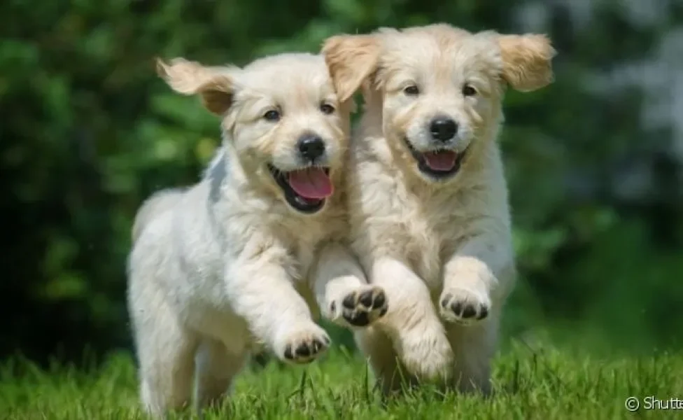 Será que dois cachorros irmãos podem cruzar ou se isso traz perigos à saúde dos filhotes?
