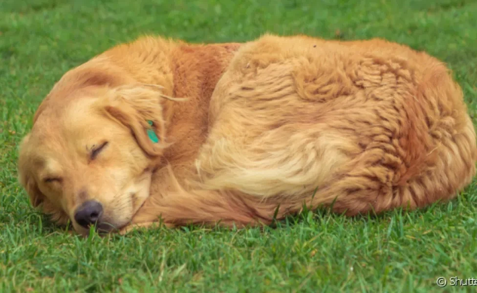 O cachorro pode dormir no quintal desde que tenha cuidados especiais que garantam seu conforto e segurança