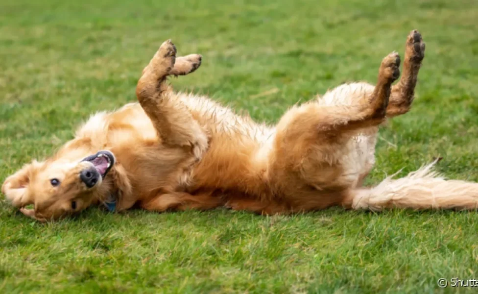  Os truques para ensinar ao cachorro fingir de morto e rolar são divertidos e podem ser feitos seguindo alguns passos