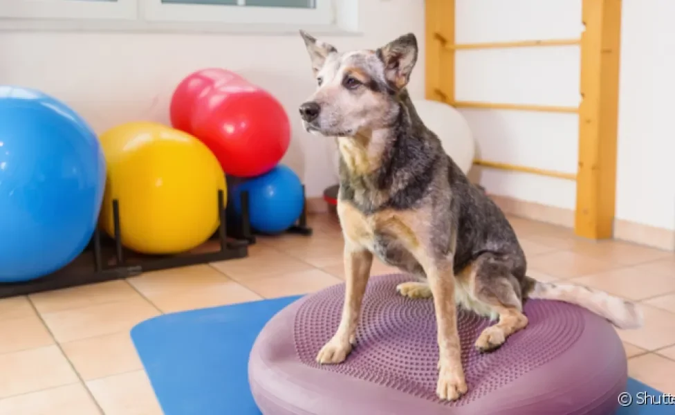 A fisioterapia para cachorro devolve a autonomia e promove maior qualidade de vida ao pet
