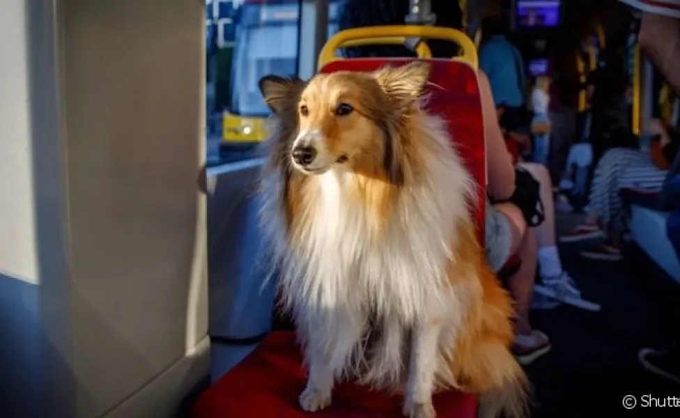 É importante saber se pode levar cachorro no transporte público e quais são as leis em cada cidade