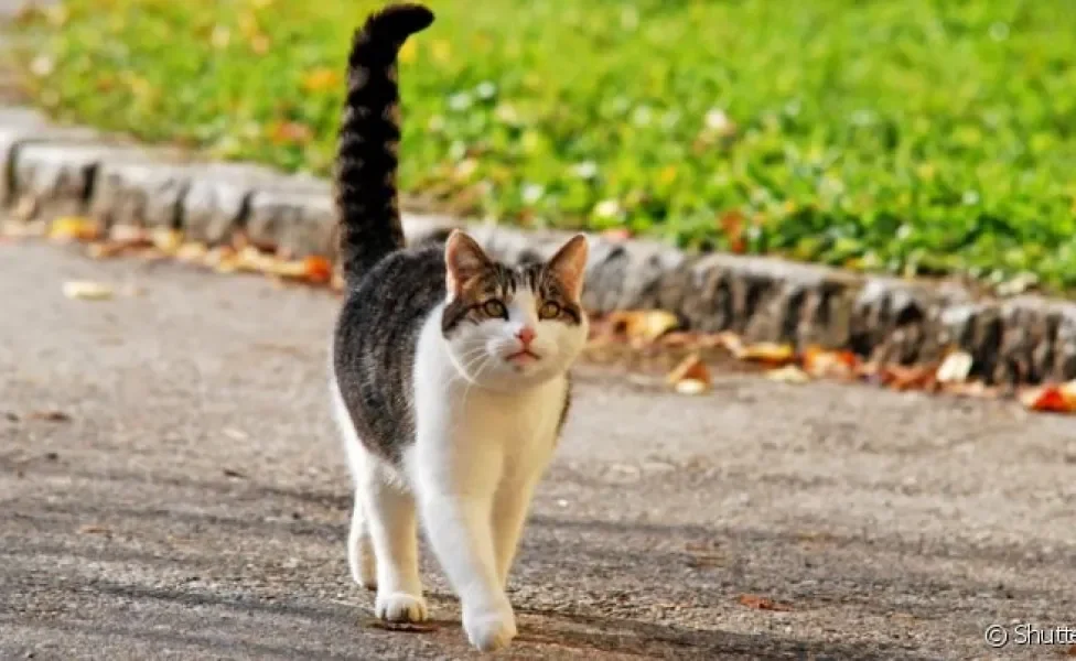 O rabo do gato é uma dentre as várias partes do corpo felino que são repletas de curiosidades