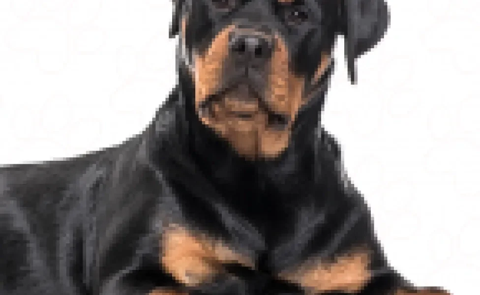 O Rottweiler conquista todo mundo com seu tamanho grande e jeitinho amoroso com a família