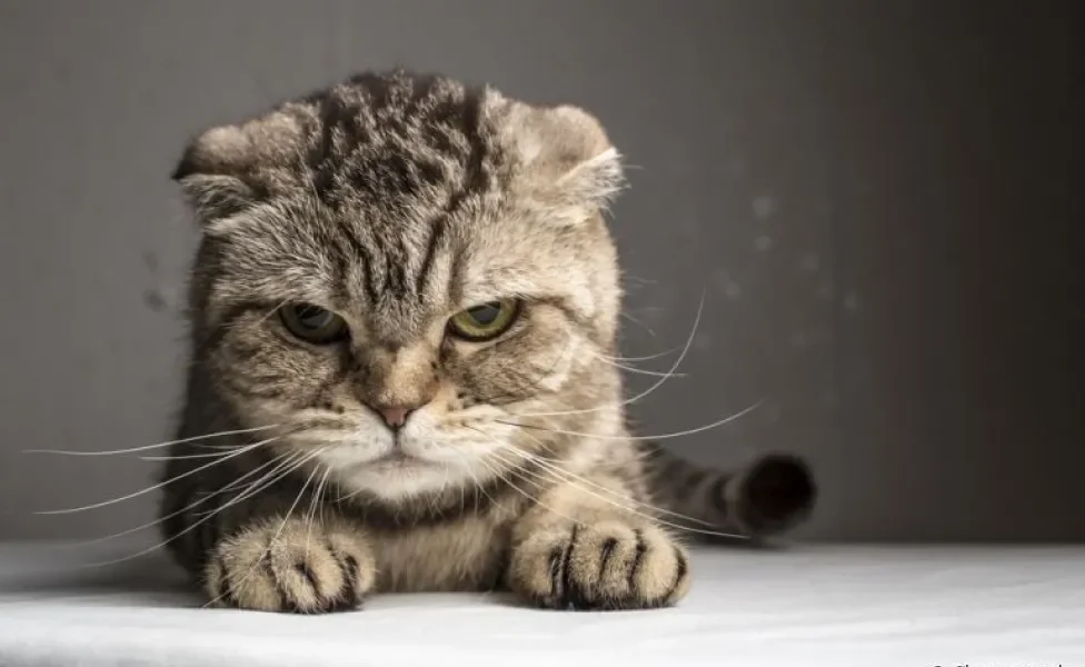 Gato estressado pode ficar mal-humorado, apático e ter outras mudanças comportamentais