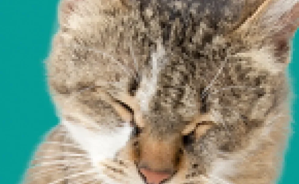 A toxoplasmose é uma doença de gato perigosa e que pode ser transmitida para os humanos