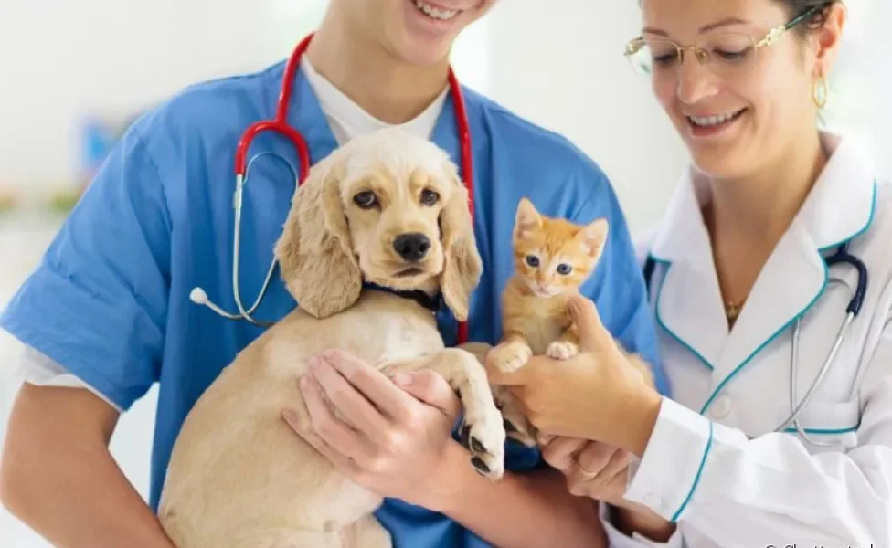 O veterinário dermatologista ajuda a diagnosticar e tratar uma série de doenças de pele em cães e gatos