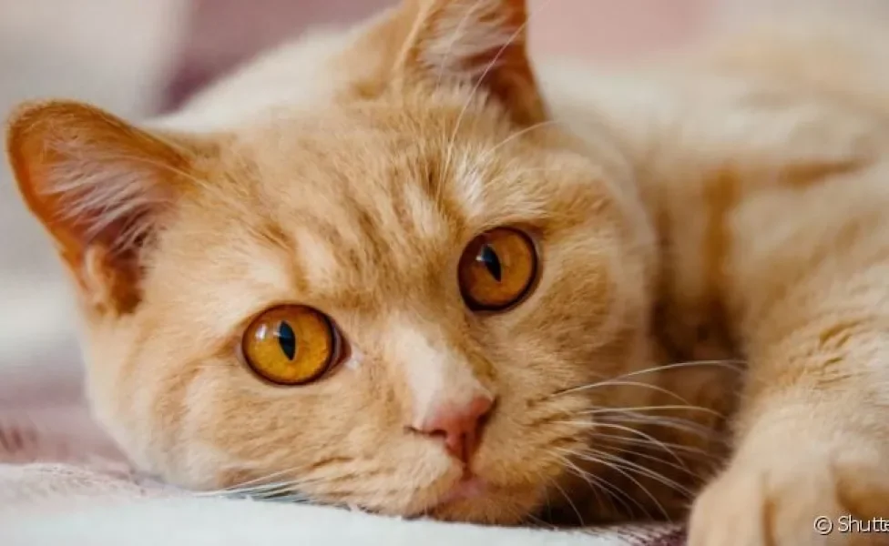 A anisocoria em gatos é uma condição que pode acometer os olhos do bichano