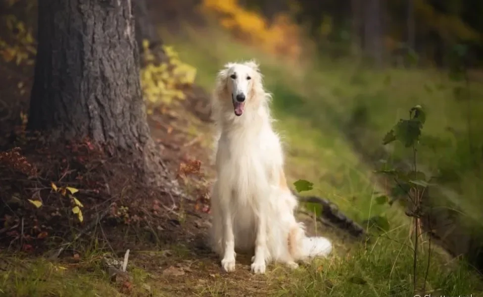 O Borzoi é um cachorro com aparência esbelta e elegante, originário da Rússia