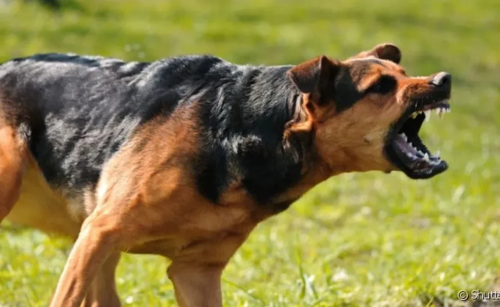 O cachorrro com o pelo arrepiado é um sinal de ataque, mas a piloereção canina pode ter vários significados
