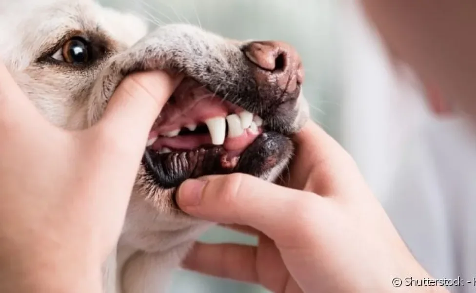
Examine atentamente a boca do seu cachorro: os dentes devem estar branquinhos e a gengiva clara.
