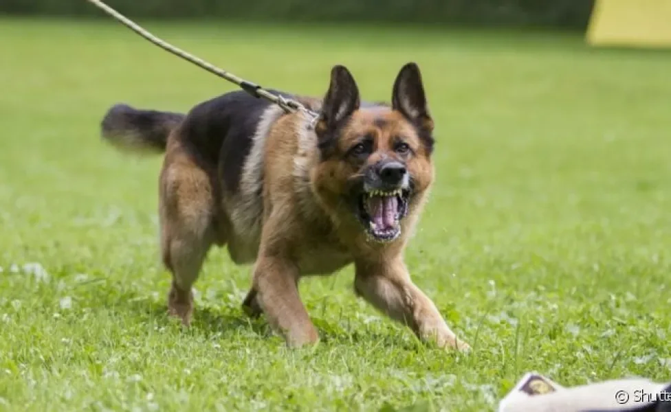 Um cachorro reativo reage com exagero a determinadas situações que causem desconforto