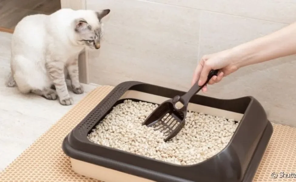  A caixa de areia para gatos deve ser limpa com o auxílio da pá coletora de dejetos
