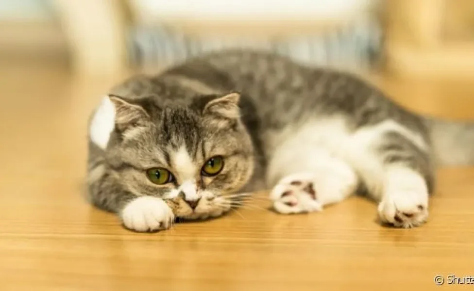 Para aprender como saber se gato sente dor é importante observar as mudanças gerais de comportamento