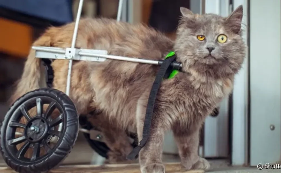 O gato com deficiência pode ter uma vida "normal" mesmo com as limitações